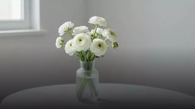 Белые ранункулюсы: что означают и кому их дарить