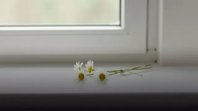 Букет 3 ромашки: маленький, но настоящий