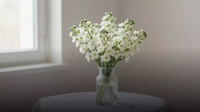 Букет белых маттиол жене: как выбрать подарок, который пахнет