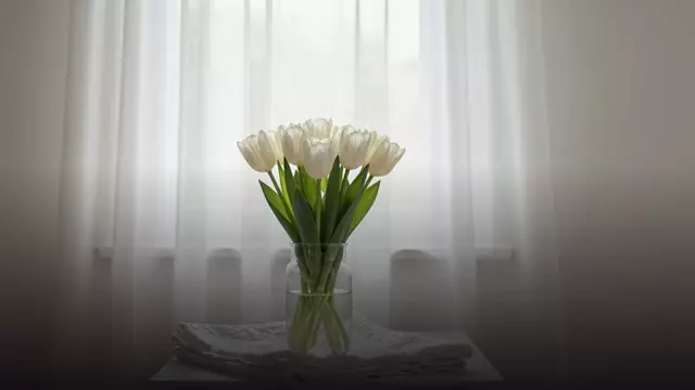 Букет белых тюльпанов жене: как выбрать и не ошибиться