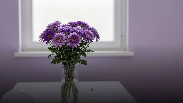 Букет фиолетовых хризантем на день рождения: идеи и цены