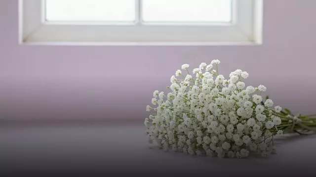 Букет из гипсофилы девушке: белый или радужный