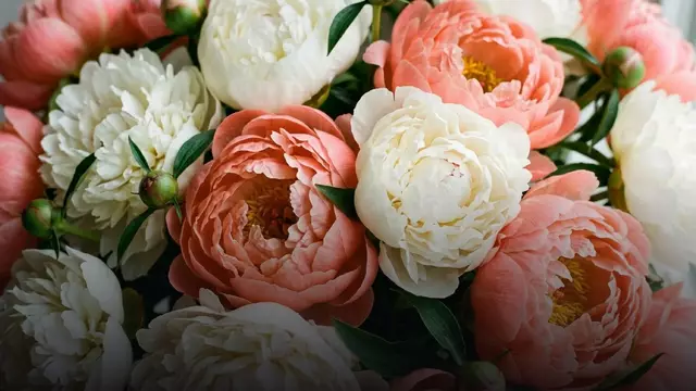 Букет красных пионов: как выбрать и кому подарить