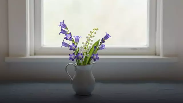 Цветы, похожие на колокольчики: как называются и как их подарить