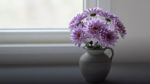 Фиолетовые хризантемы: значение, кому дарить и как выбрать букет