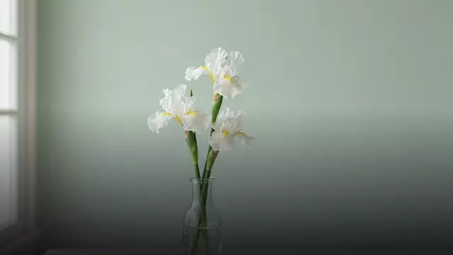 Ирис белый цветок: значение, сочетания и когда дарить