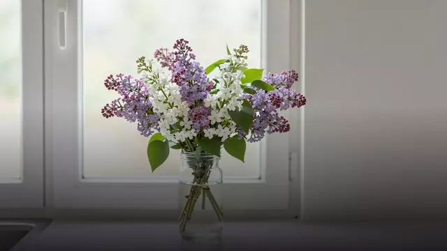 Как продлить жизнь букету из маттиол: уход по дням