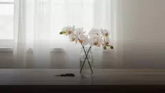 Как продлить жизнь букету из орхидей: уход по дням