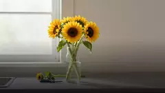 Как продлить жизнь букету из подсолнухов: уход по дням