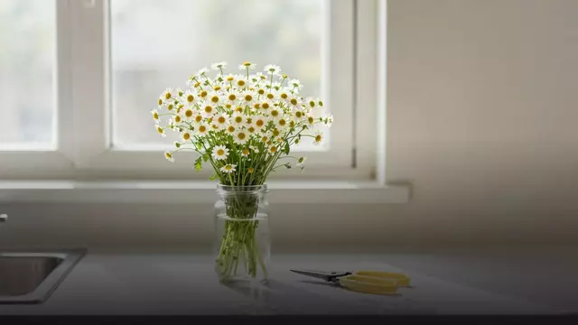 Как продлить жизнь ромашкам в букете: уход по дням