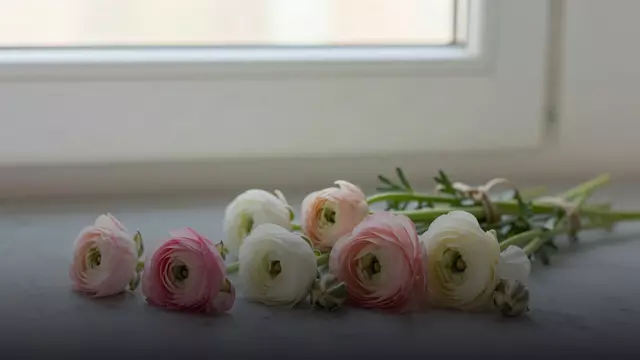 Как выбрать свежие ранункулюсы: на что смотреть при покупке