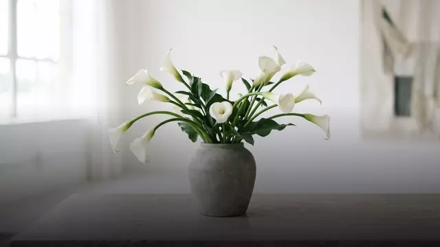 Какие цветы подарить девушке без повода: советы флориста
