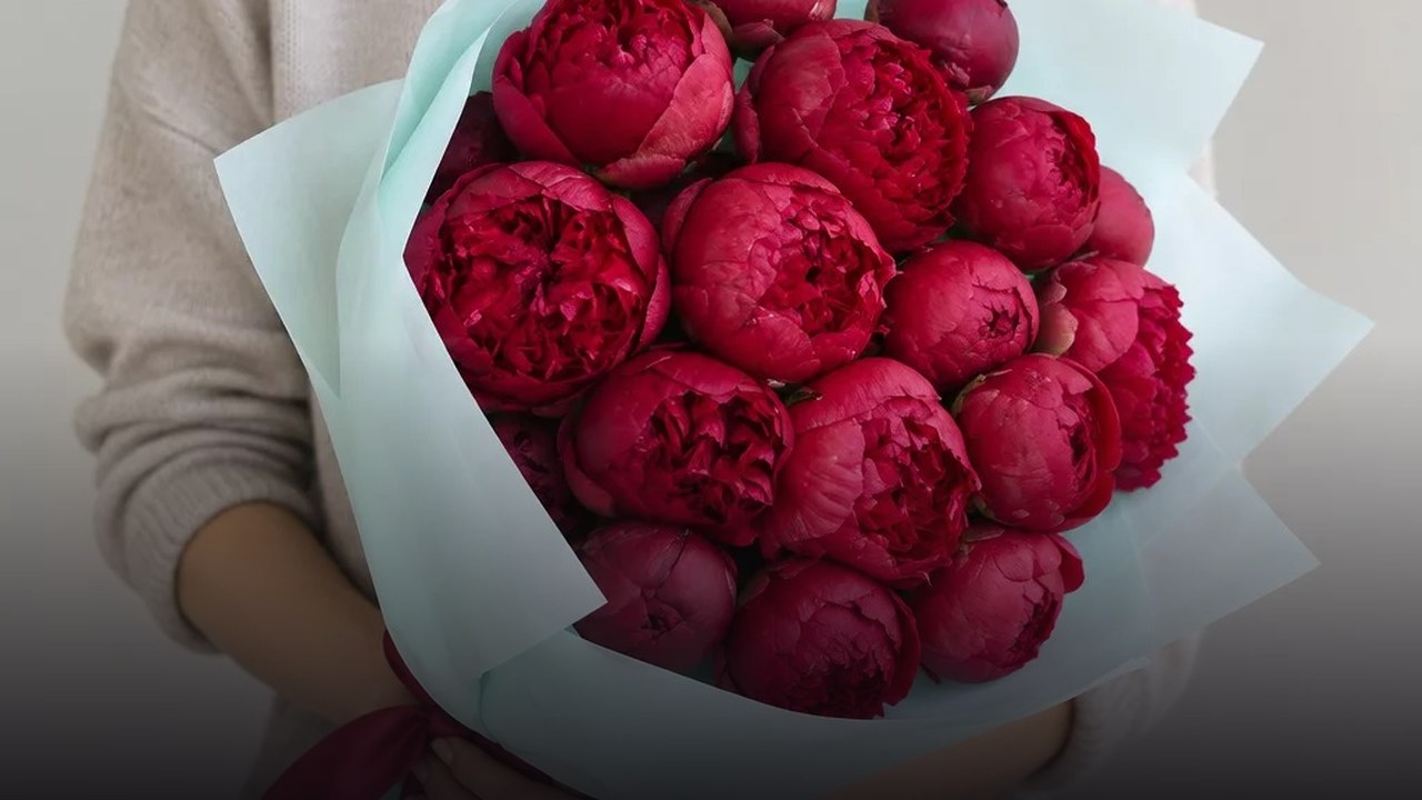15 красных пионов: кому подарить и как выбрать букет