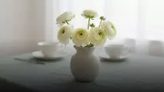 Кремовые ранункулюсы: что означают и кому их подарить