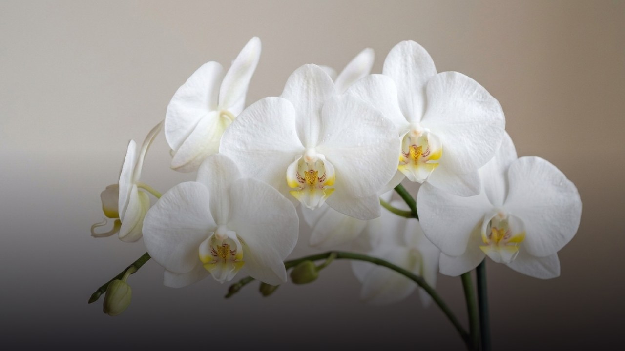 Sending Flowers to Melenki from Abroad? Read This First