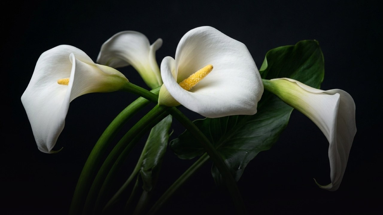 Sending Flowers to Venev from Abroad? Here Is What to Actually Expect