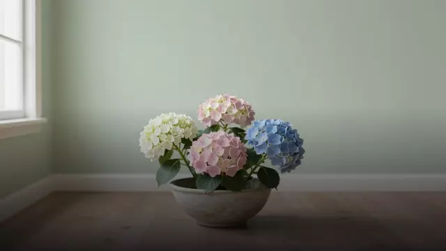 Сколько гортензий дарить: количество, размер и смысл