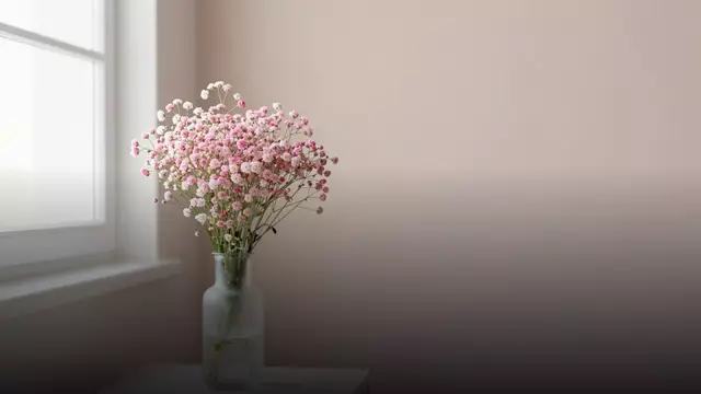 Сколько стоит гипсофила в вазе и как продлить ей жизнь