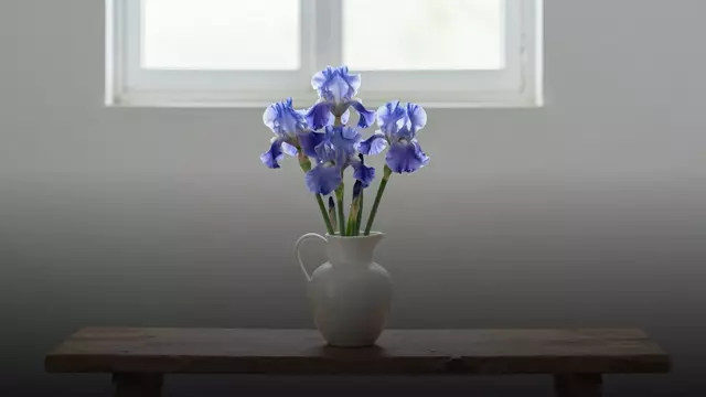Сколько стоят ирисы в вазе и как продлить им жизнь