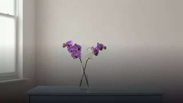 Сколько стоят орхидеи в вазе и как продлить им жизнь