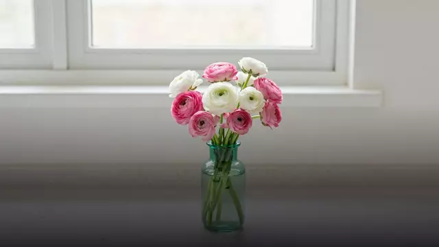 Сколько стоят ранункулюсы в вазе и как продлить им жизнь