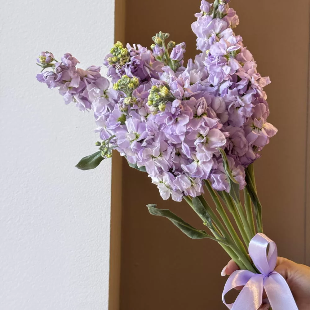Bouquet of 7 purple matthiola